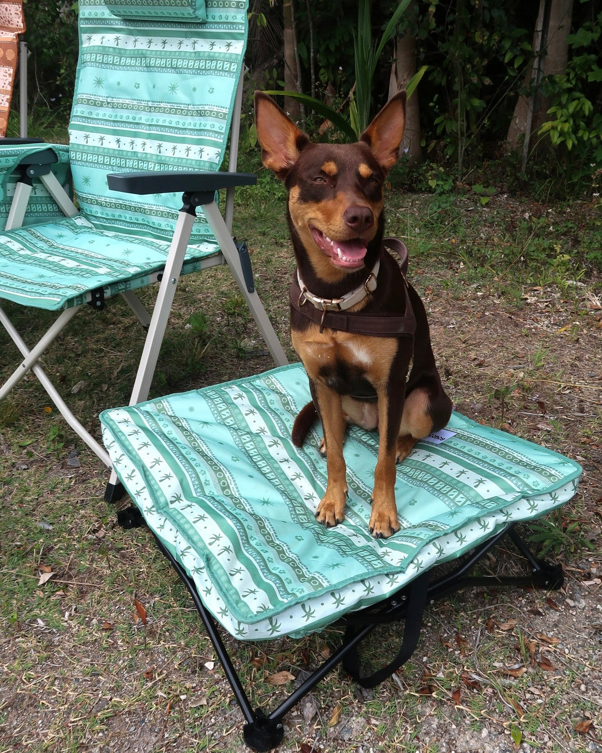 Olive Dog Bed