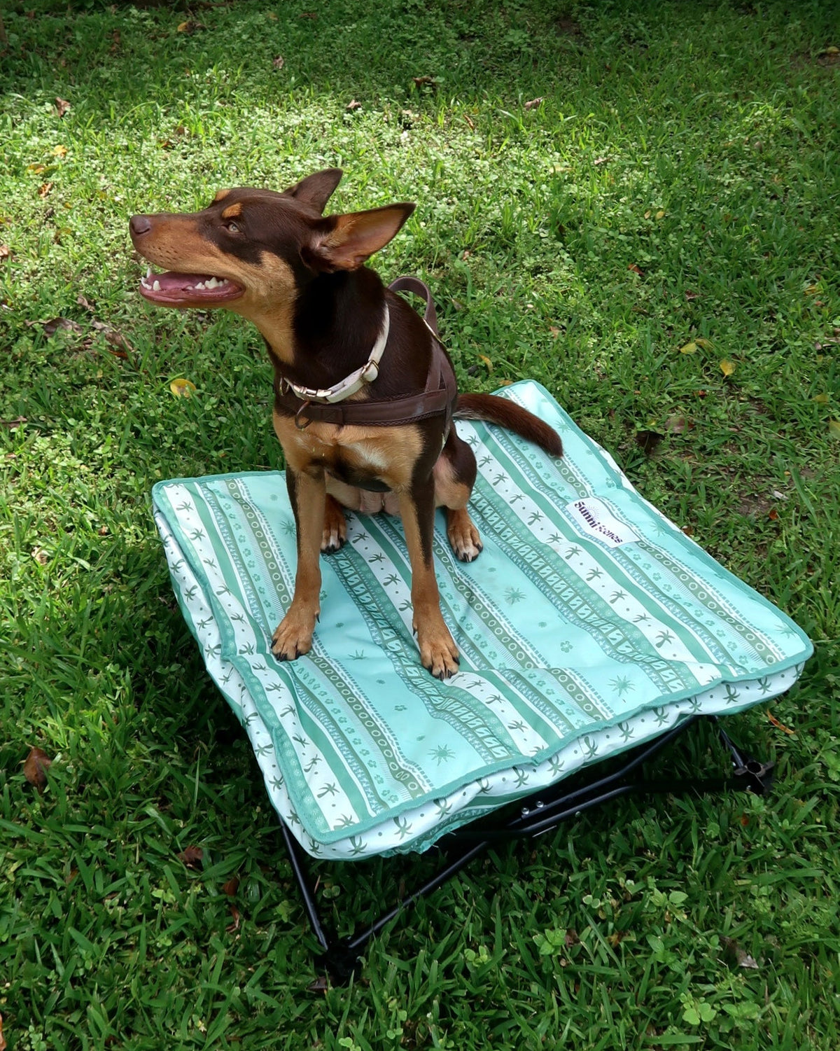 Olive Dog Bed