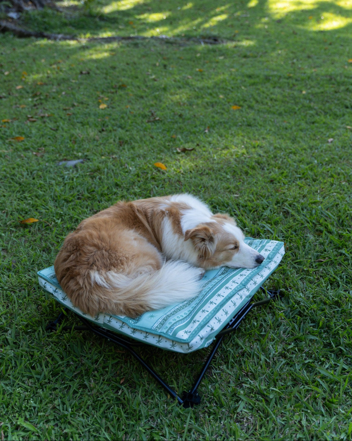 Olive Dog Bed