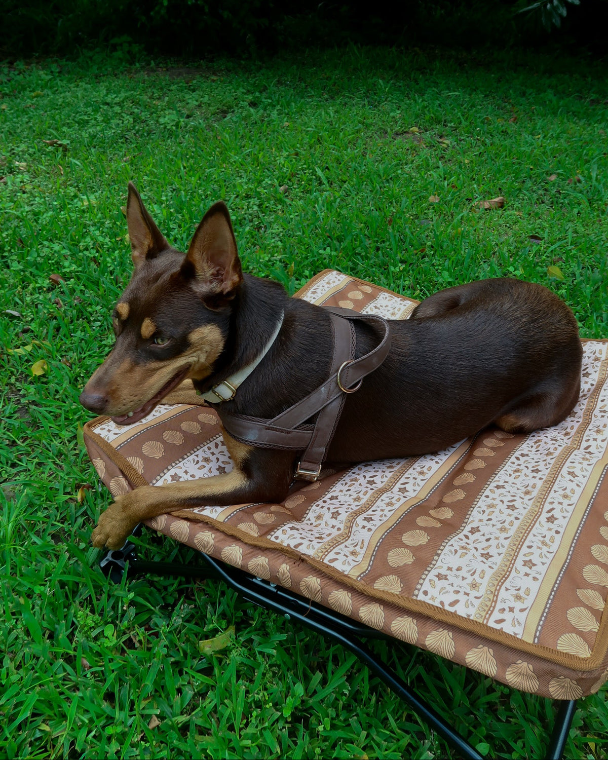 Wander Dog Bed