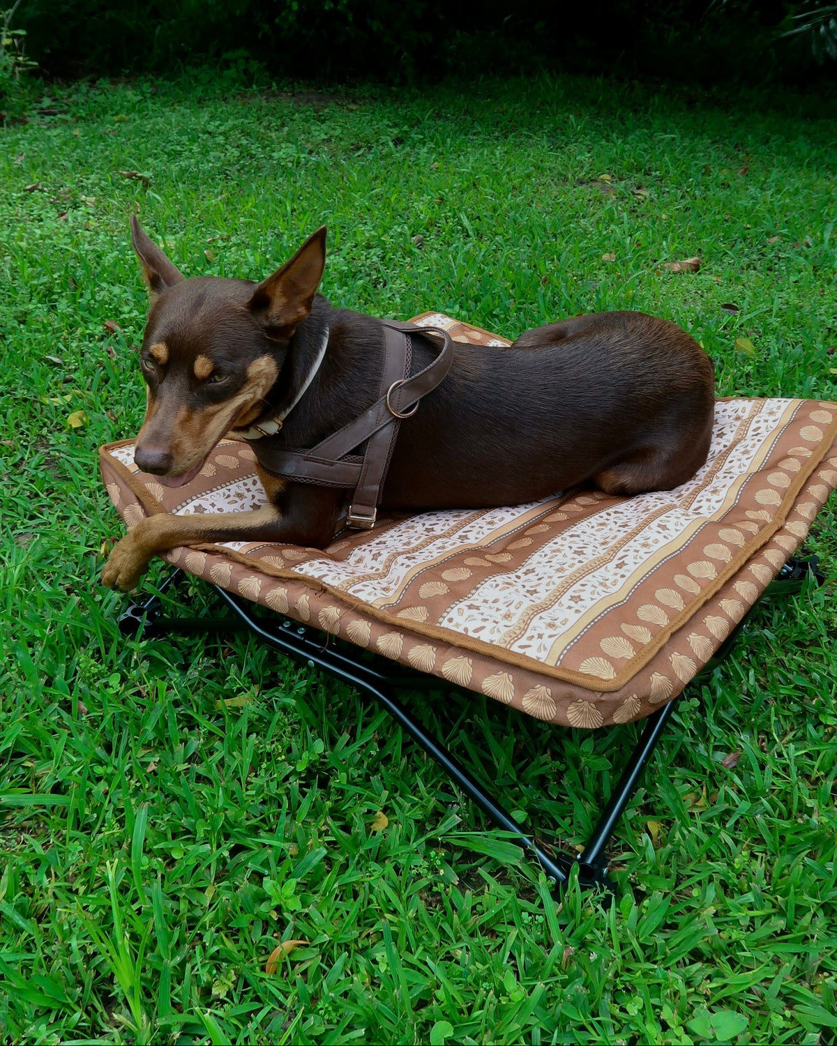 Wander Dog Bed