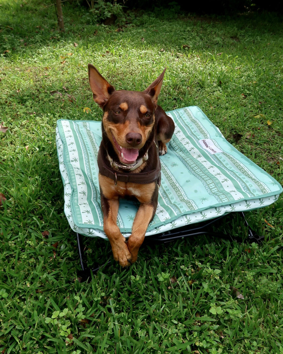 Olive Dog Bed